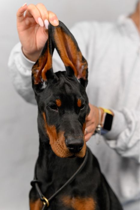 Доберман, 3,5 місяці, КСУ (FCI)