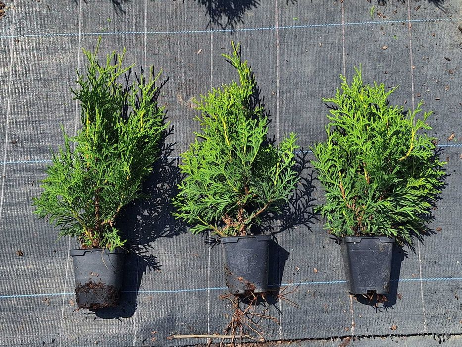 Thuja Brabant tuja P9 do nasadzeń producent