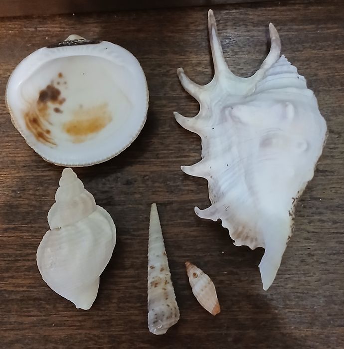 Ракушки  морские