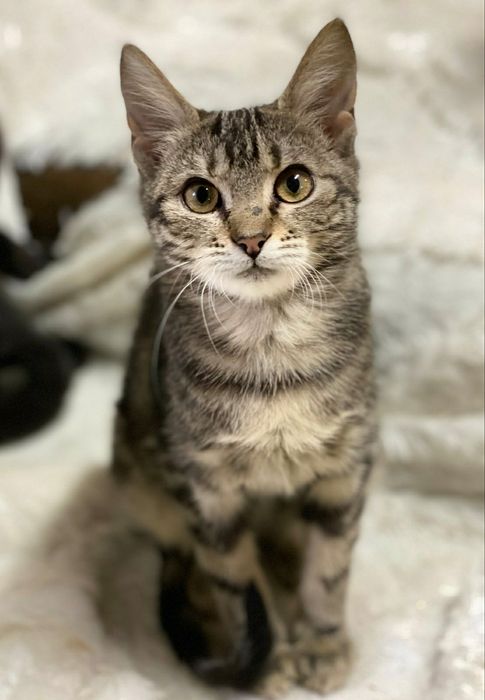 Отдам даром в добрые руки полосатую кошечку