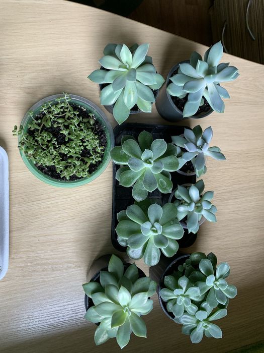 Сукуленты 10 видов