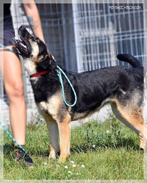 Energiczna Zara szuka domu
