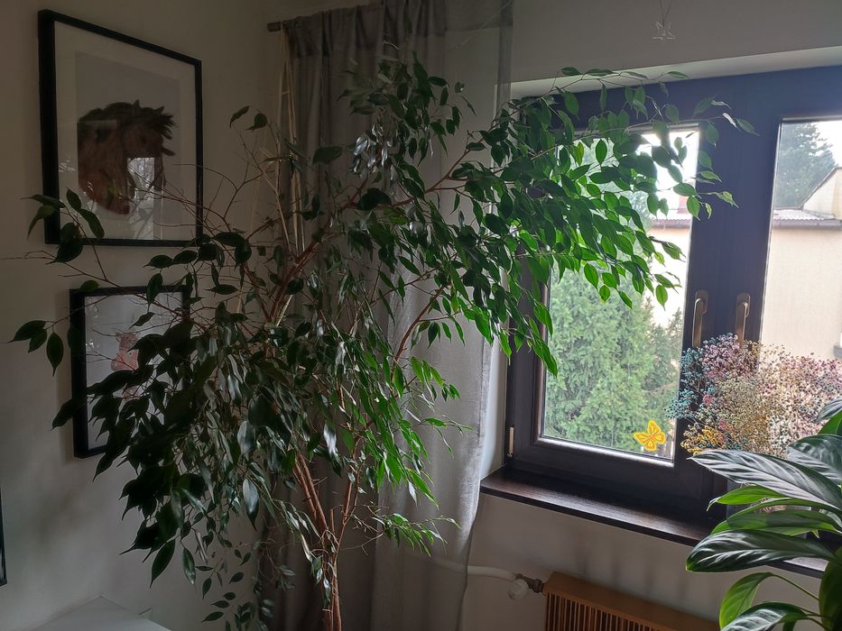 Fikus Benjamin duży