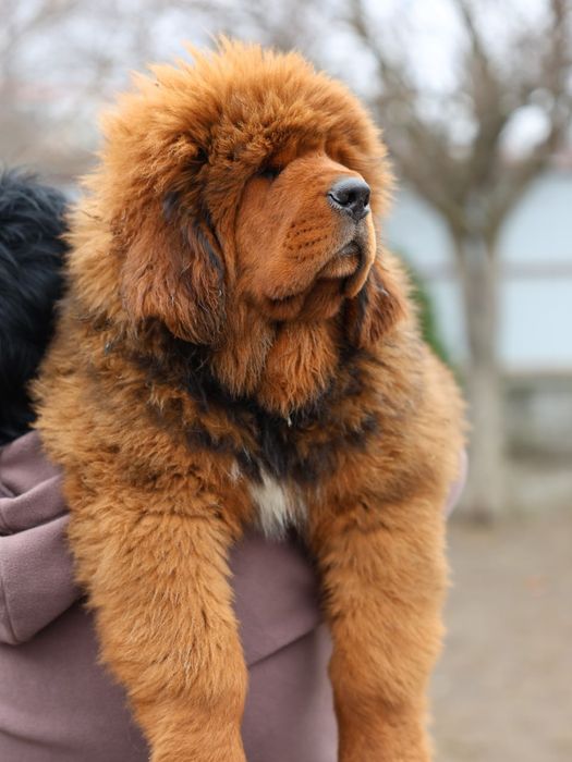 Тибетский Мастиф (мамкин кабачек) Дукс