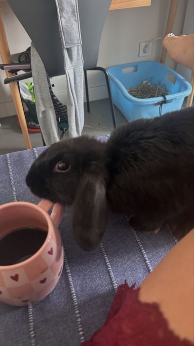 Coelhos Lop adoção