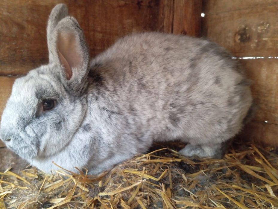 Samica wjs wielki jasno srebrzysty