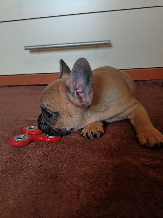Buldog francuski piesek