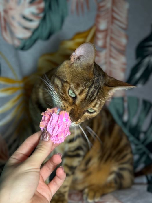 Bengal i Szarusia do adopcji wspolnej szukaja domu