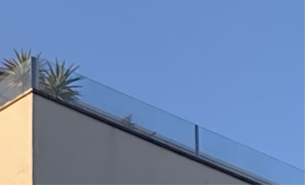 Iuca / Yuca Planta para Varanda de Apartamento