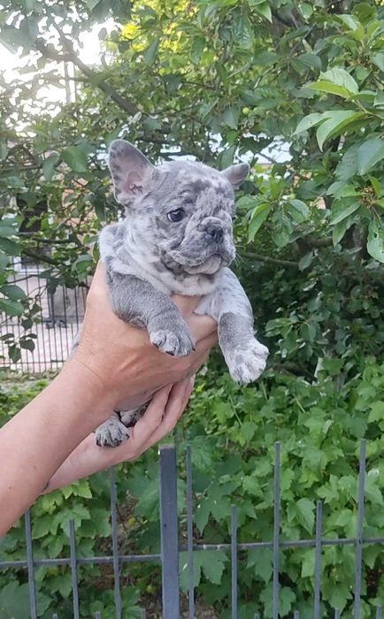 Віп качество, блакитний мерле.