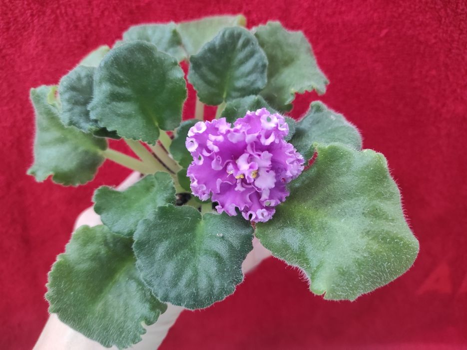 Фіалка сенполія квітуча,рожева з рюшами