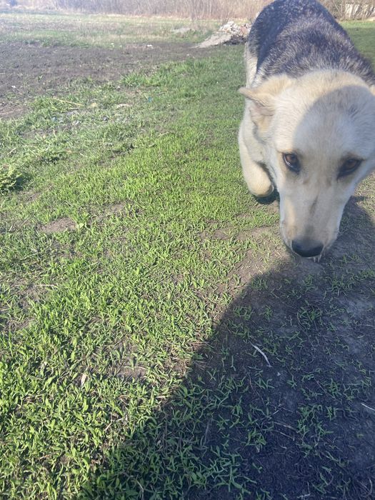 Собака (девочка)