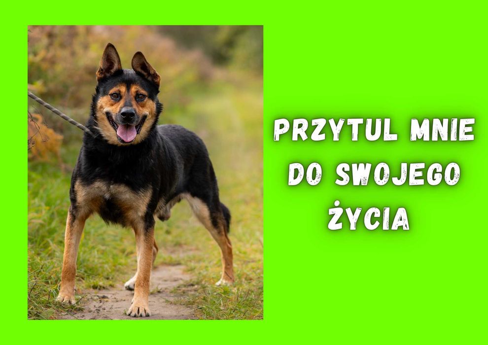 IVAN - marzy o nowym domu i rodzinie