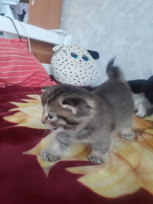 Продам кошечку, красотку