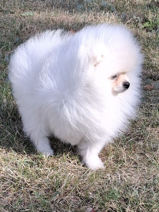 Щенок померанского шпица