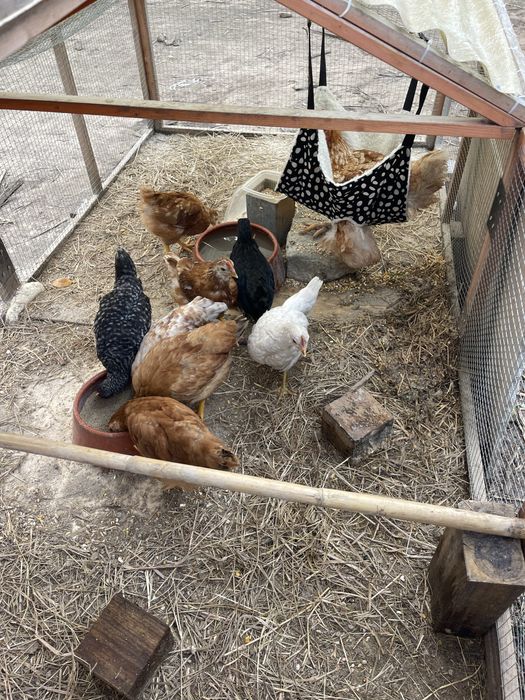 Pintos do Campo (Criação Biológica)