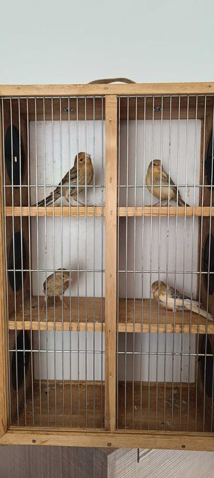 Kanarki młode samczyki