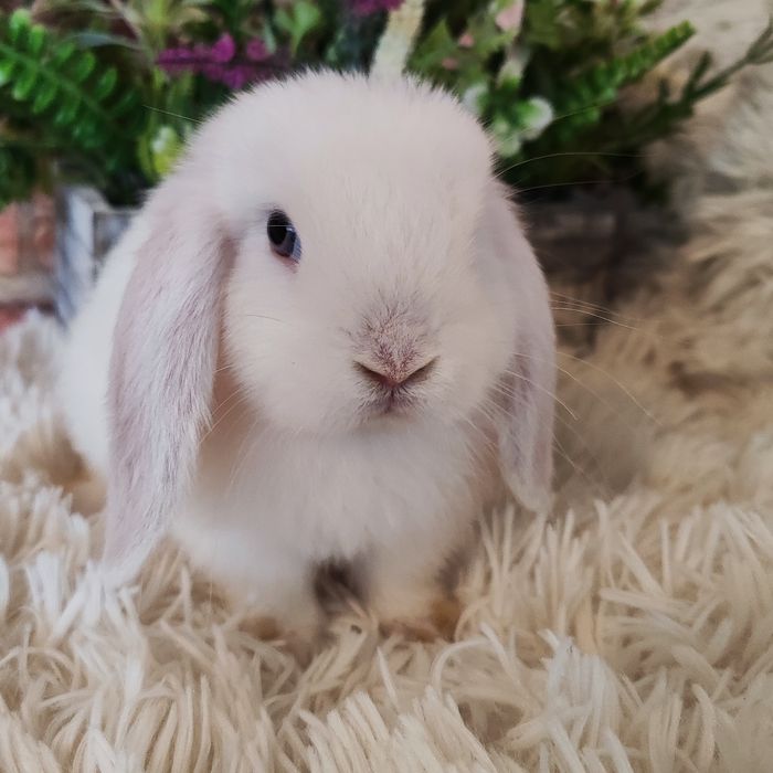 Króliczki mini lop