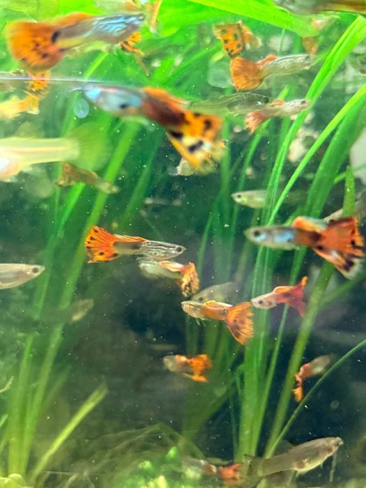 Гупії рибка самець/самка