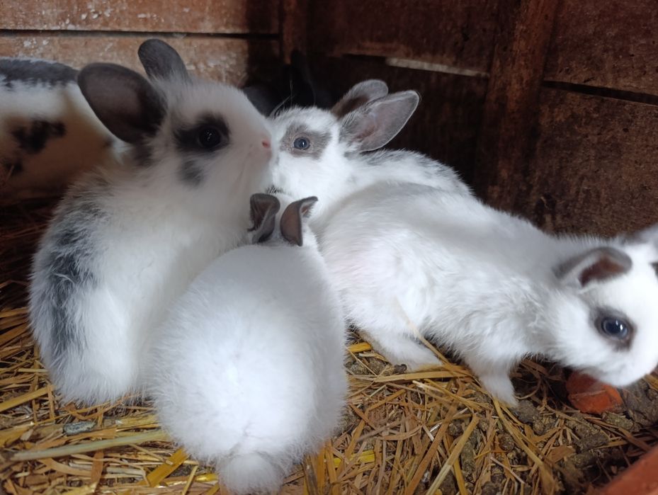 Bebés coelhos anões