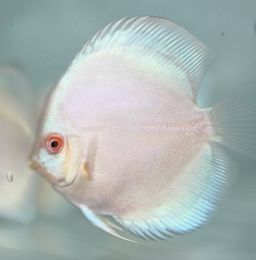 Vendo discus super premium