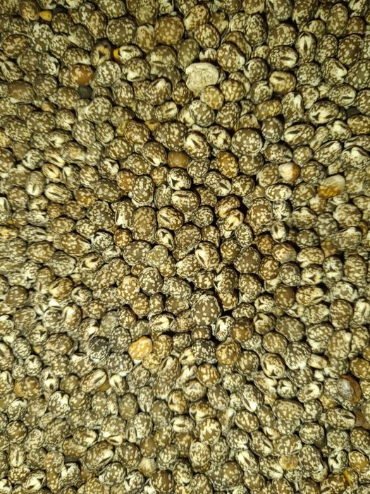 Sprzedam Łubin gorzki karo