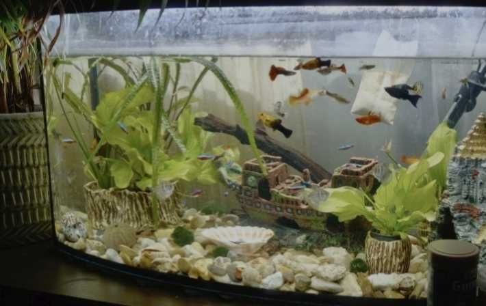 Akwarium z wyposażeniem 120l półroczne
