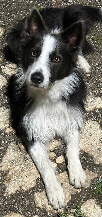 Border collies - macho e fêmeas