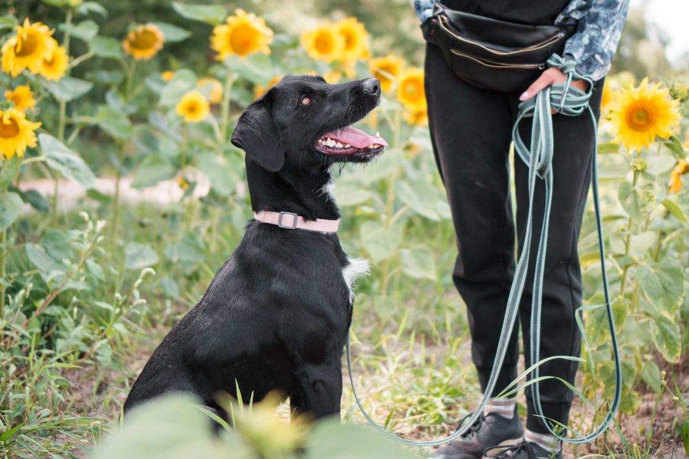 Roczny Dżager szuka domu!