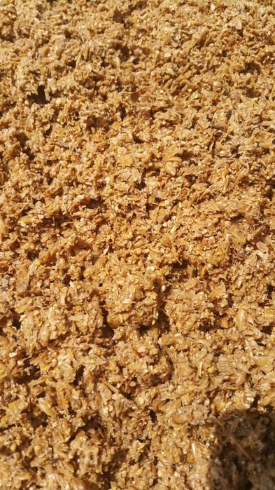 Wysłodziny browarniane młóto