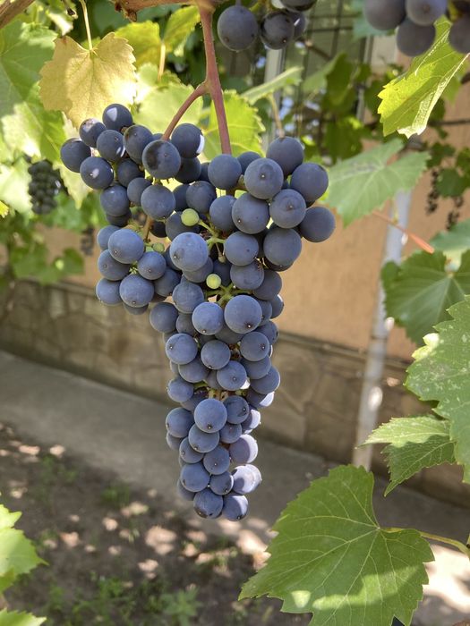 Продам виноград кудрик