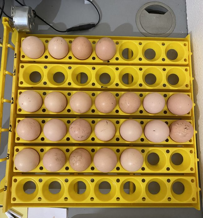 Indio Gigante (ovos/pintos e frangos)