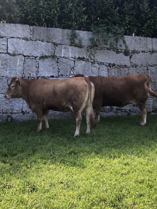 Vendo duas vacas minhotas puras