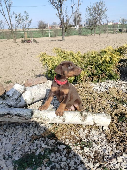 Doberman suczka .