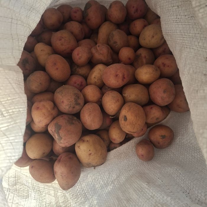 Продам дрібну картоплю