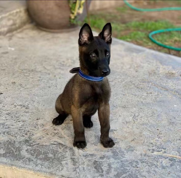 Owczarek Belgijski Malinois Pies Rodowód Szczeniak