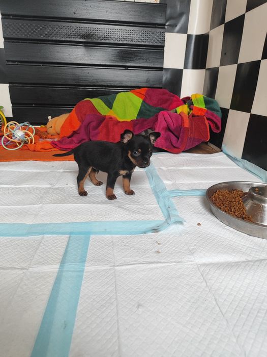 Pinczerek miniaturka