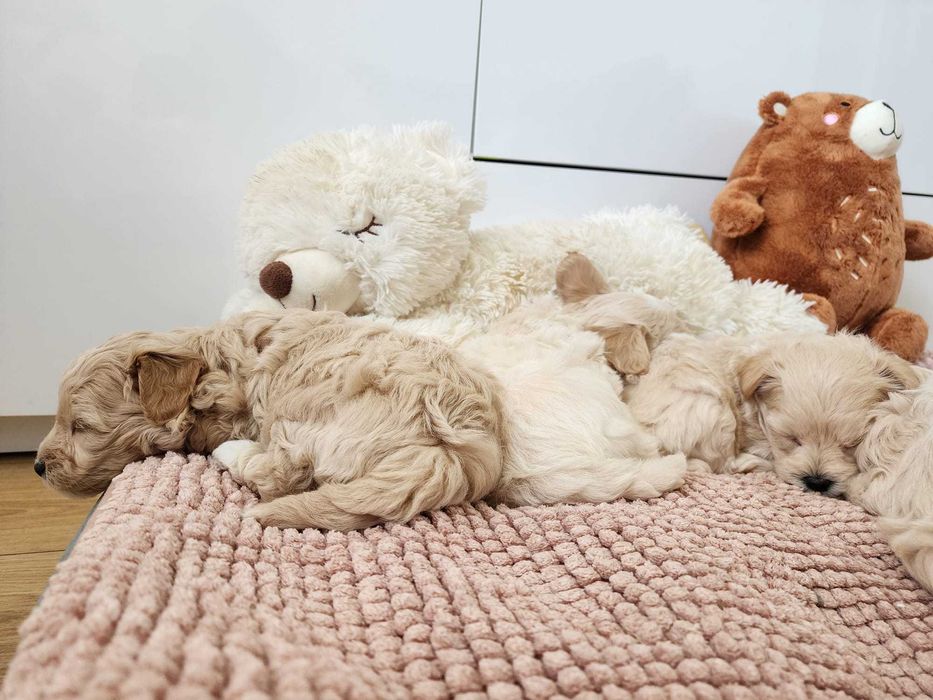 Piękna suczka maltipoo
