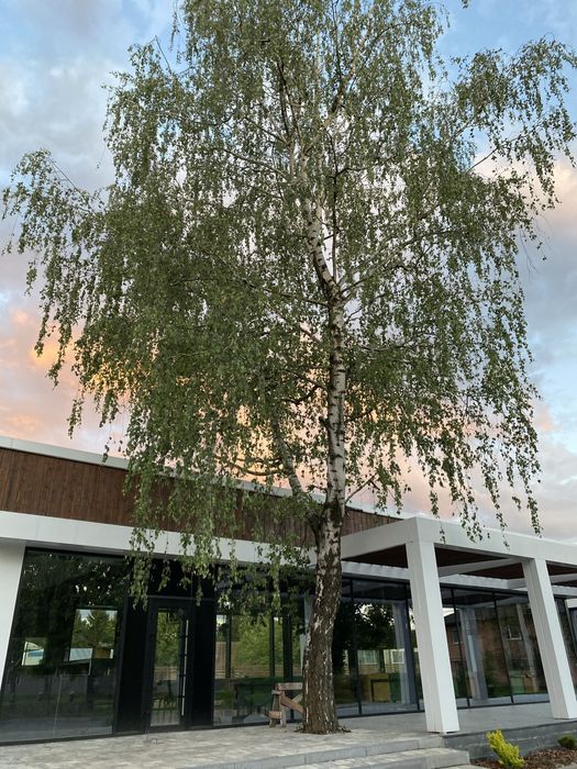 Оренда приміщення під кафе, ресторан 200 м2 м.Тячів