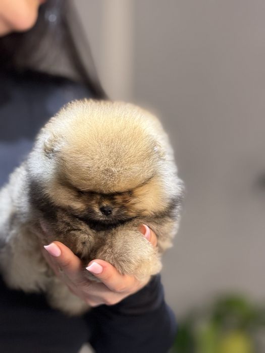 Померанский шпиц девочка мини мишка