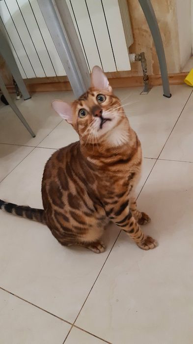 Вязка бенгальского кота