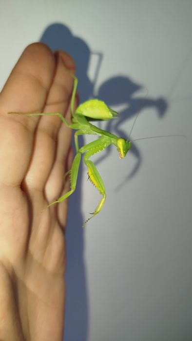 Hierodula transcaucasica хижа комаха