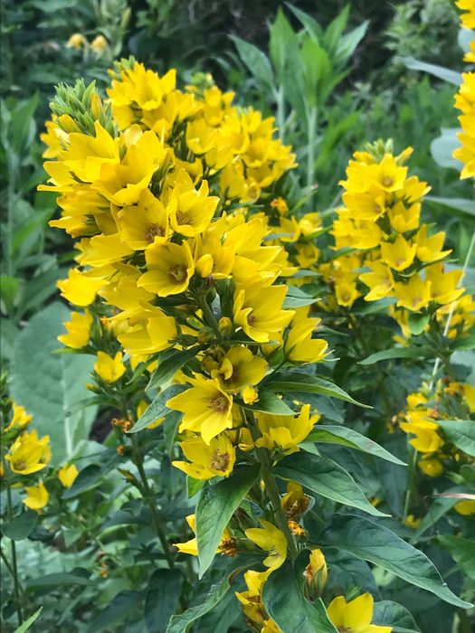 Bez , budleja, piwonia, rudbekia, kosaciec syberyjski, trojeść