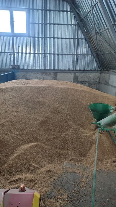 Пшениця урожай 2025 року
