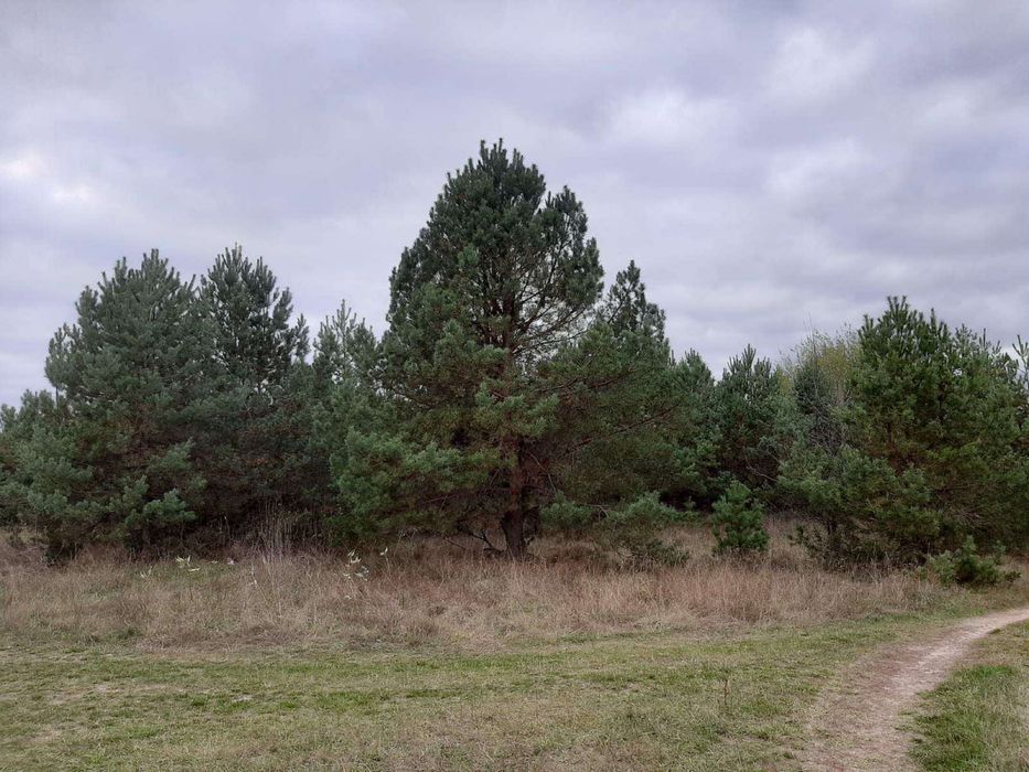 1Продається ділянка з Лісом