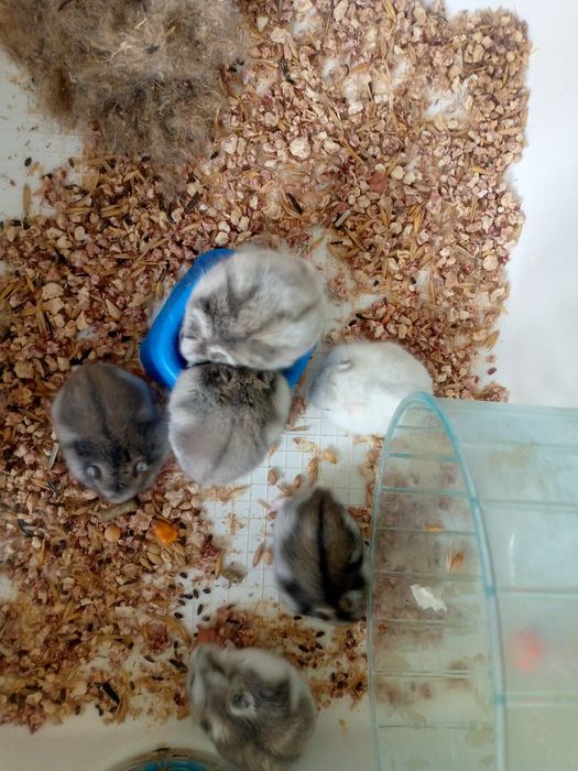 Джунгарик Кременчуг