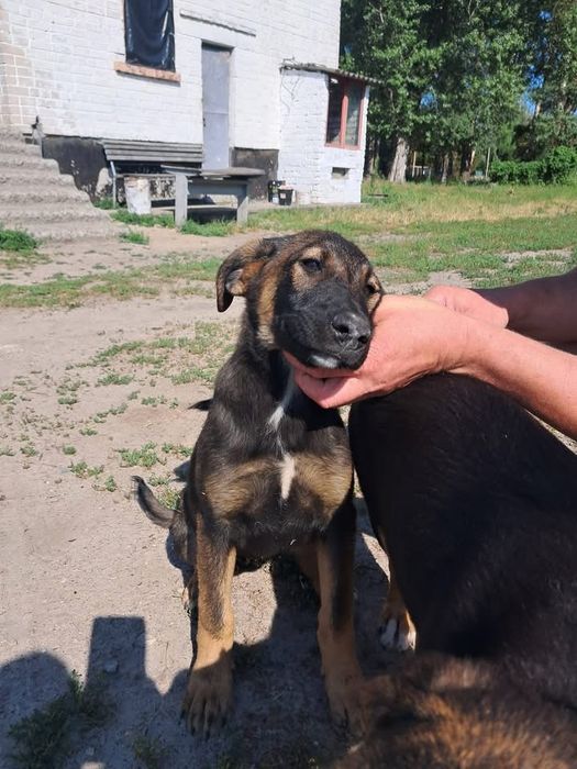 Цуценята шукють родини СТЕРИЛІЗОВАНІ