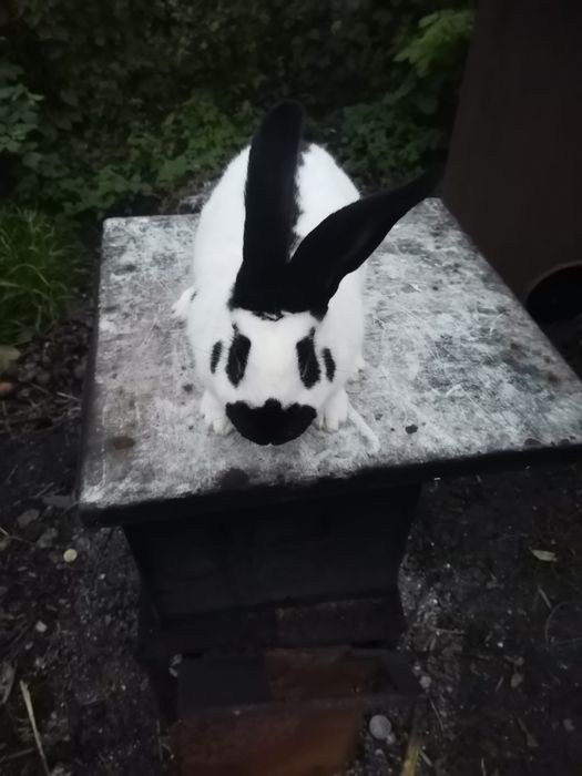 Кріль кролик строкач