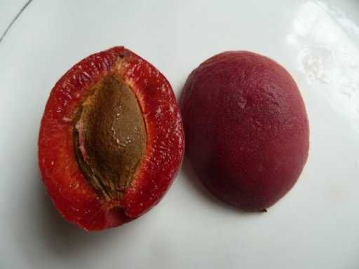 NOVIDADE  Árvore de ALPERCE VERMELHO