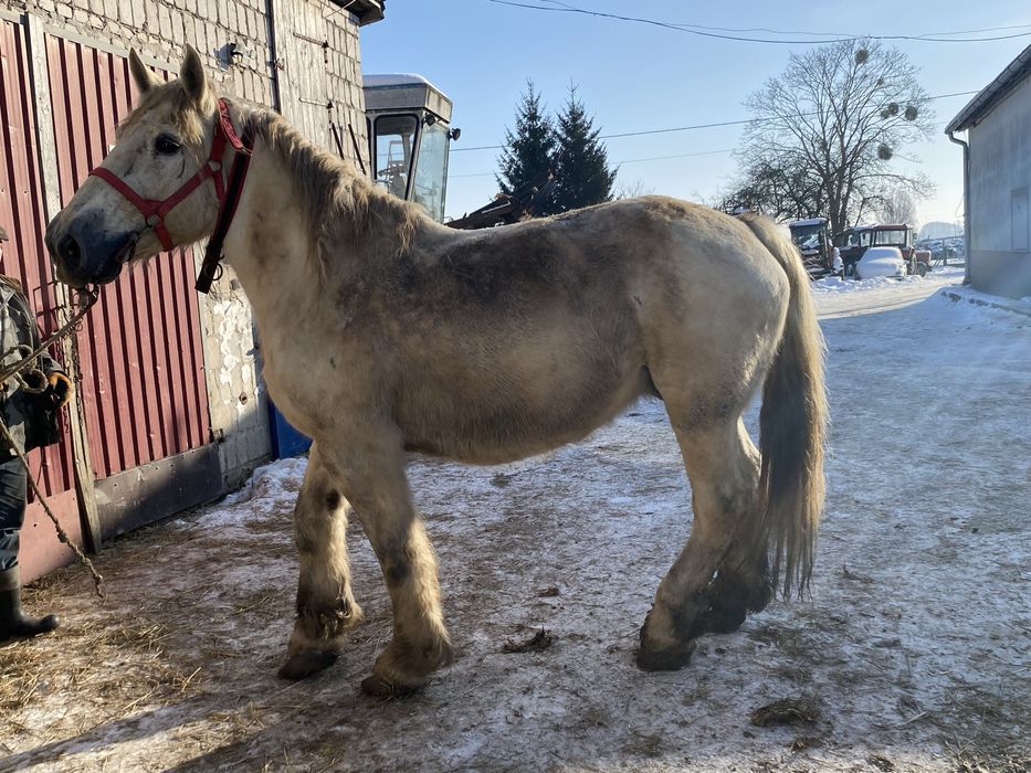 Sprzedam       klacz